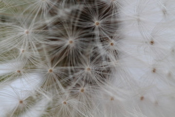 Dandelion air fluff