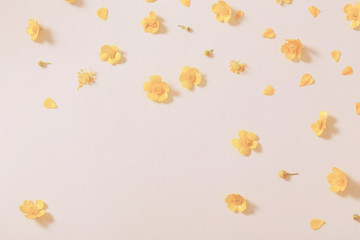 yellow buttercups on white background