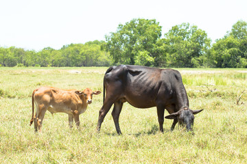 Fototapeta premium A calf is following closely by his mother, starring at a stranger who is on the sight. The cow is browsing joyously, but watching out for any threats to her child.