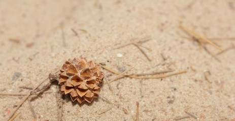seeds of pine on the beach