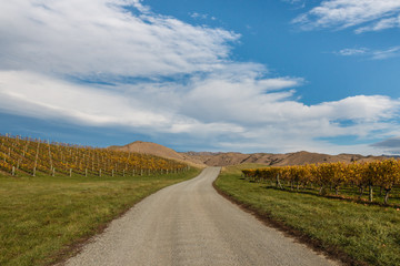 country road across autumn vineyards in New Zealand