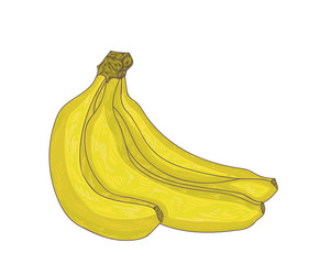 Bunch of bananas isolated on white. Vector illustration.