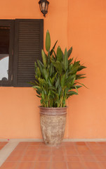 Ornamental plants with wall