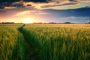 Fototapeta premium piękny zachód słońca w polu ze ścieżką do słońca, letni krajobraz, jasne kolorowe niebo i chmury jako tło, zielona pszenica