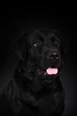 Fototapeta na wymiar black dog Labrador Retriever