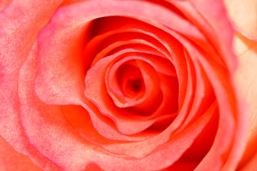 Obraz na płótnie Canvas beautiful roses