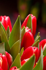 Naklejka premium beautiful tulips