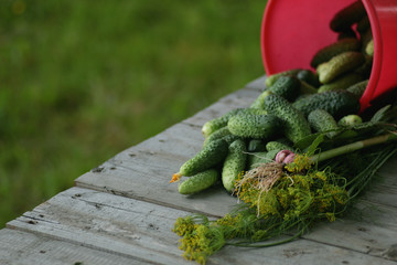 fresh crop of cucumbers