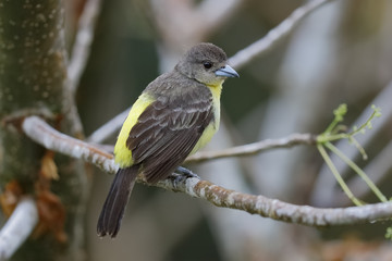 Female Flame -rumped Tanager Perched on a Branch - Panama