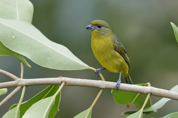 Female Thick-billed Euphonia - Panama