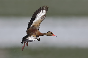 Black-bellied Whistling Duck in Flight - Panama
