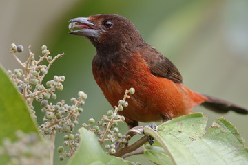 Female Crimson-backed Tanager Eating a Berry - Panama