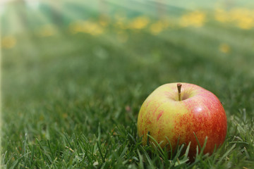 red apple on green grass