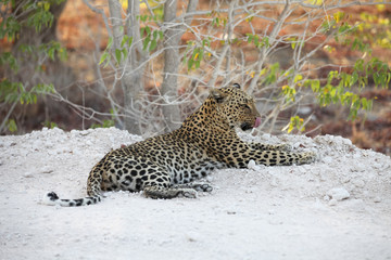 Fototapeta na wymiar Animals' wildlife in Namibia, Africa