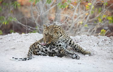 Animals' wildlife in Namibia, Africa