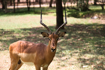 Fototapeta premium Animals' wildlife in Namibia, Africa