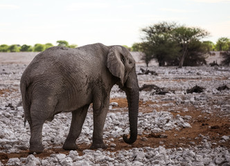 Fototapeta premium Animals' wildlife in Namibia, Africa