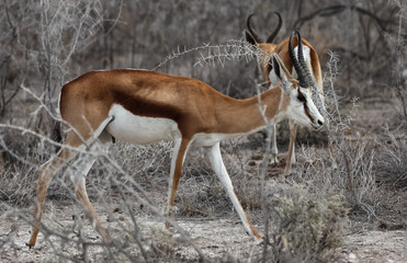 Naklejka na ściany i meble Animals' wildlife in Namibia, Africa