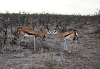 Animals' wildlife in Namibia, Africa