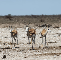 Animals' wildlife in Namibia, Africa