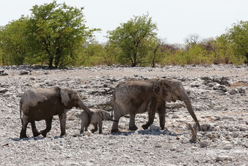Animals' wildlife in Namibia, Africa