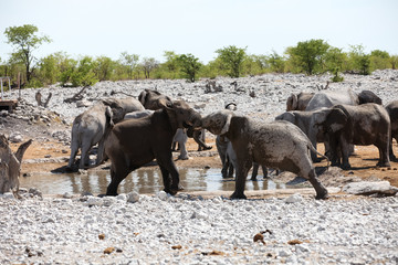 Animals' wildlife in Namibia, Africa