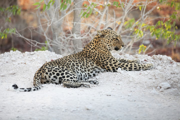 animals' wildlife in Namibia, Africa