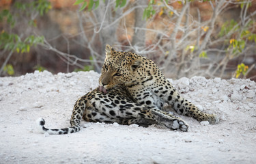 animals' wildlife in Namibia, Africa