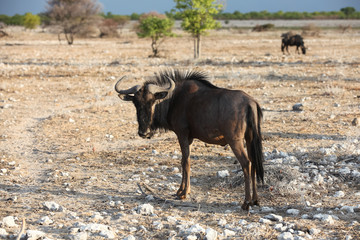 animals' wildlife in Namibia, Africa