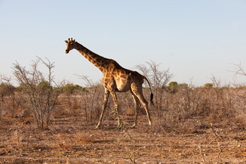 Obraz na płótnie Canvas animals' wildlife in Namibia, Africa
