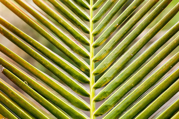 Close up coconut leaves