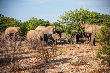Fototapeta premium wild animals