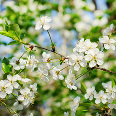 Spring Tree Cherry blossoms.