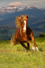 Red horse with long mane run gallop against mountain landscape