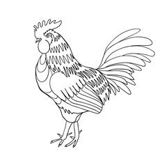 Fototapeta na wymiar Image of a hand drawing cock or rooster with black outline on white background. Chinese zodiac rooster design element for Chinese New Year decoration. Drawing for coloring.