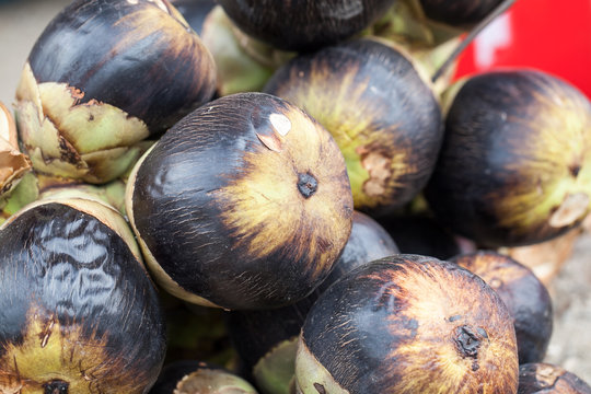 Asian Palmyra palm, Toddy palm, Sugar palm, Cambodian palm