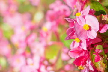 Obraz na płótnie Canvas Pink flowers
