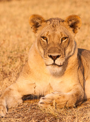 Fototapeta na wymiar Wild African Lion