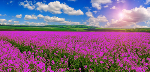pink purple field, imagination. fantastic landscape, clouds on the sky over the meadow with pink flowers. wonderful summer day. use as background. series. creative images. color in nature.