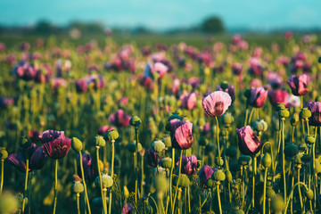Retro toned opium poppy flower field - obrazy, fototapety, plakaty
