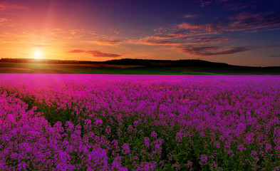 Obraz premium pink purple field, imagination, fantastic landscape, multicolor sky over the meadow with pink flowers. majestic sunrise. use as background. series creative images. color in nature.
