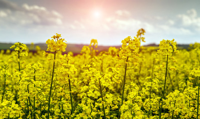 picturesque landscape, beautiful yellow flowers of rapeseed close up on the field. small depth of field. series of creative images. color in nature.