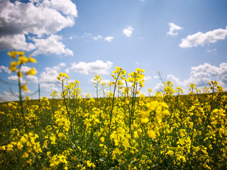 Yellow field of blooming rapeseed on background of blue sky