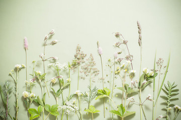 plants on green background