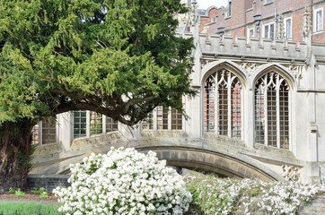 Bridge of sighs with white flowers in foreground