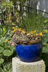 jardin succulentes plantes décoration en pot