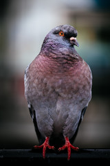 Feral pigeon