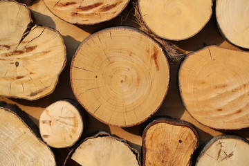 Rows of wooden stumps