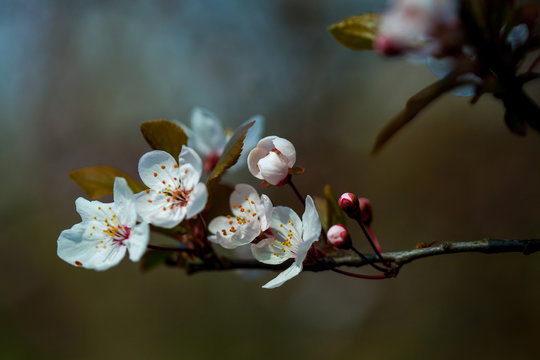 Flowers of cherry blossom