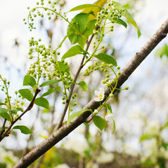 flowering bird cherry tree